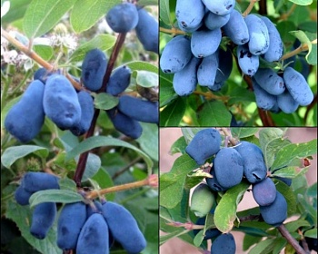 Комплект саженцев жимолости 